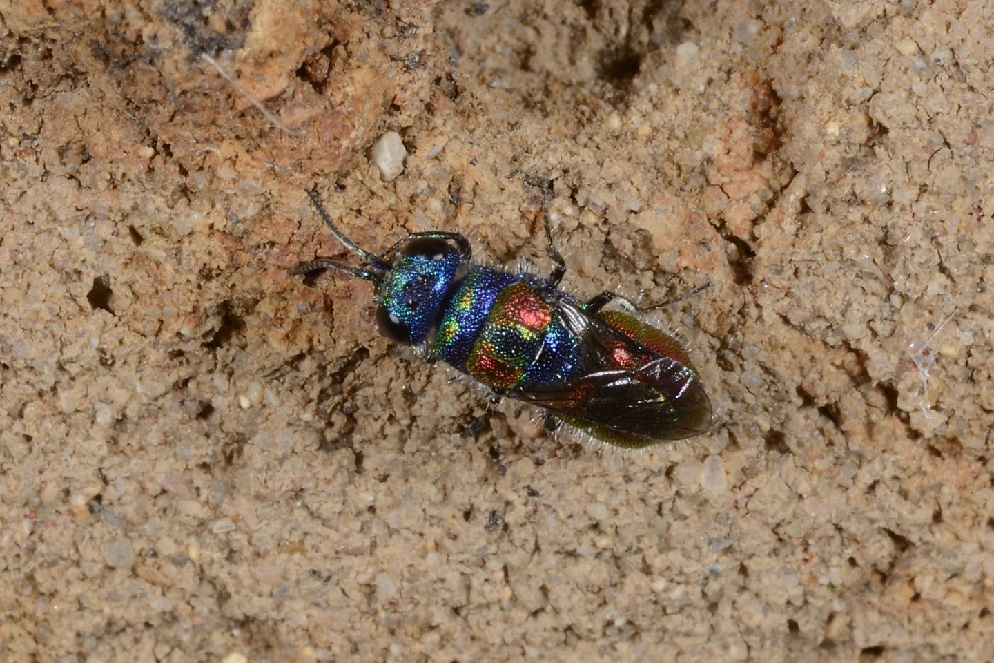 Chrysididae da id.: Chrysis grohmanni